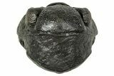 Wide, Enrolled Pedinopariops Trilobite - Excellent Eyes #347758-1